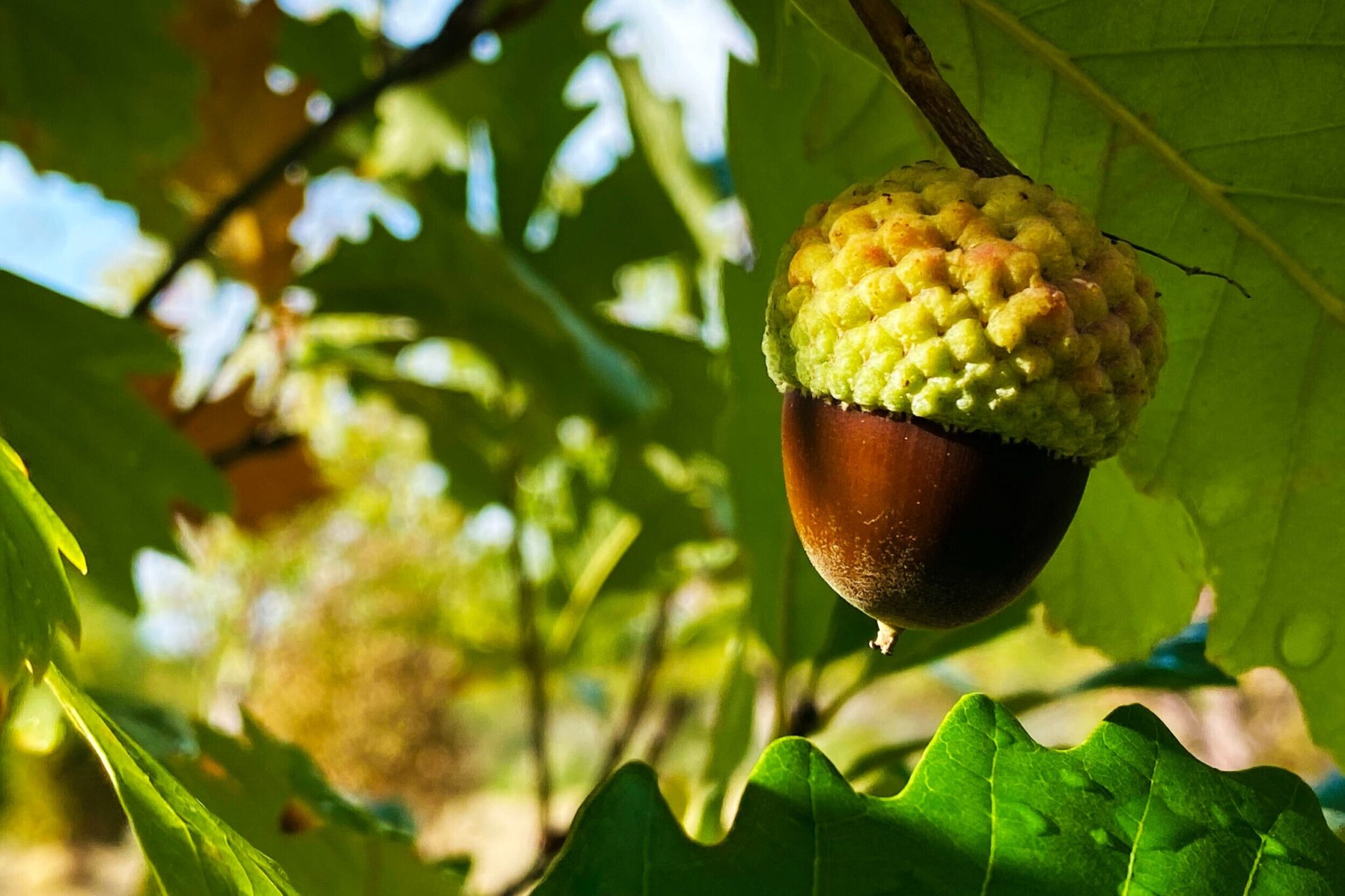 When And Why Oak Trees Overproduce Acorns | Whispering Hills Nursery