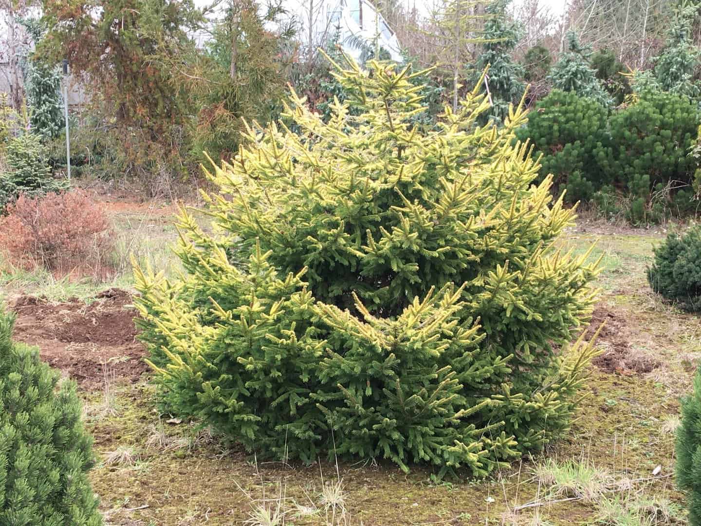 1.-Picea-abies-Blondie-2r.jpg