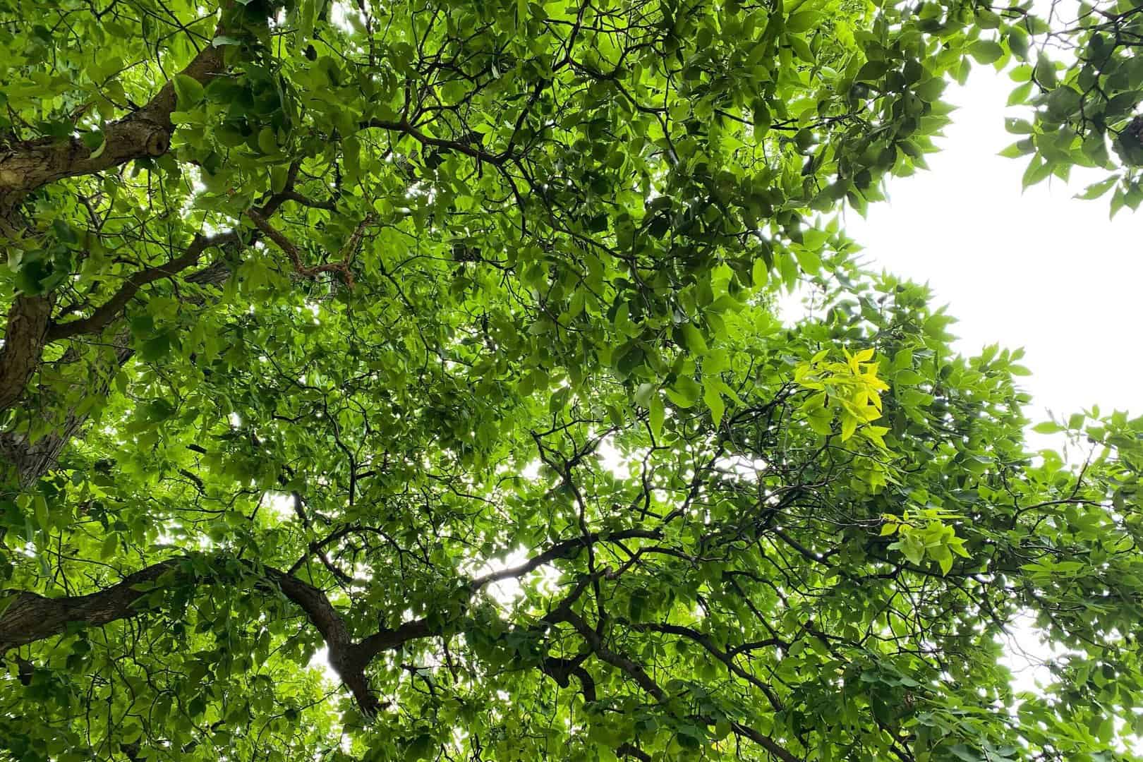 Tulip_Tree_McHenry_County_Illinois_Crystal_Lake_Cary_Fox_River_Grove_Barrington_Woodstock_Huntley_Northwest_Suburbs_Chicago_Mulch_Delivery_Garden_Center.jpg