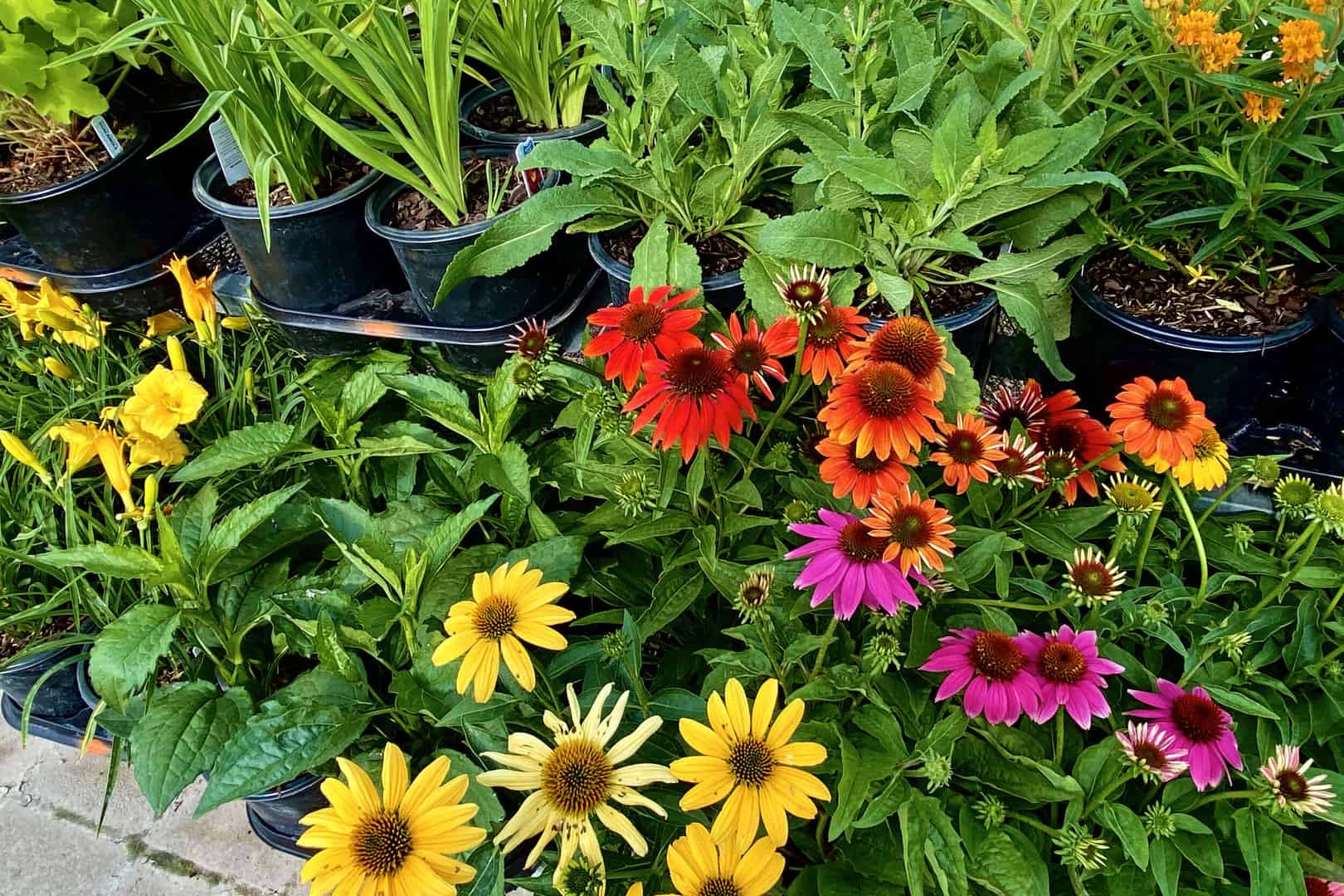 Annuals_002.jpg