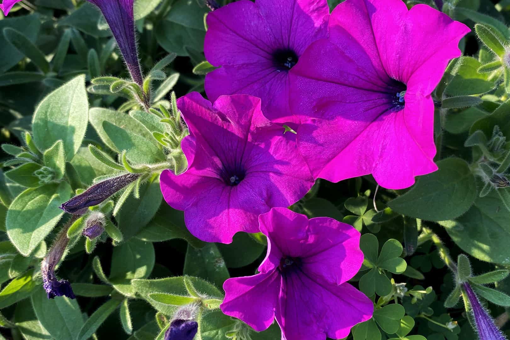 Annuals_004.jpg