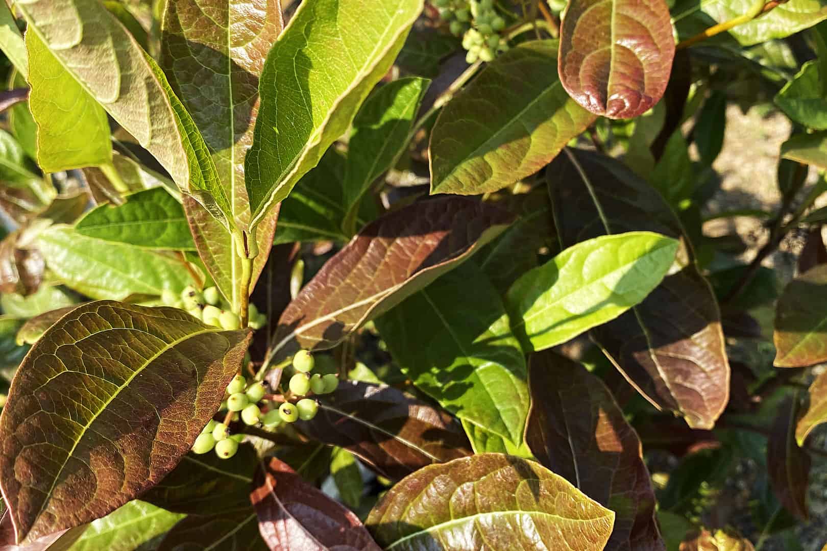 Brandywine_Viburnum_Shrubs_Crystal_Lake_Cary_Woodstock_McHenry_County_Mulch_Delivery_Garden_Center.jpg