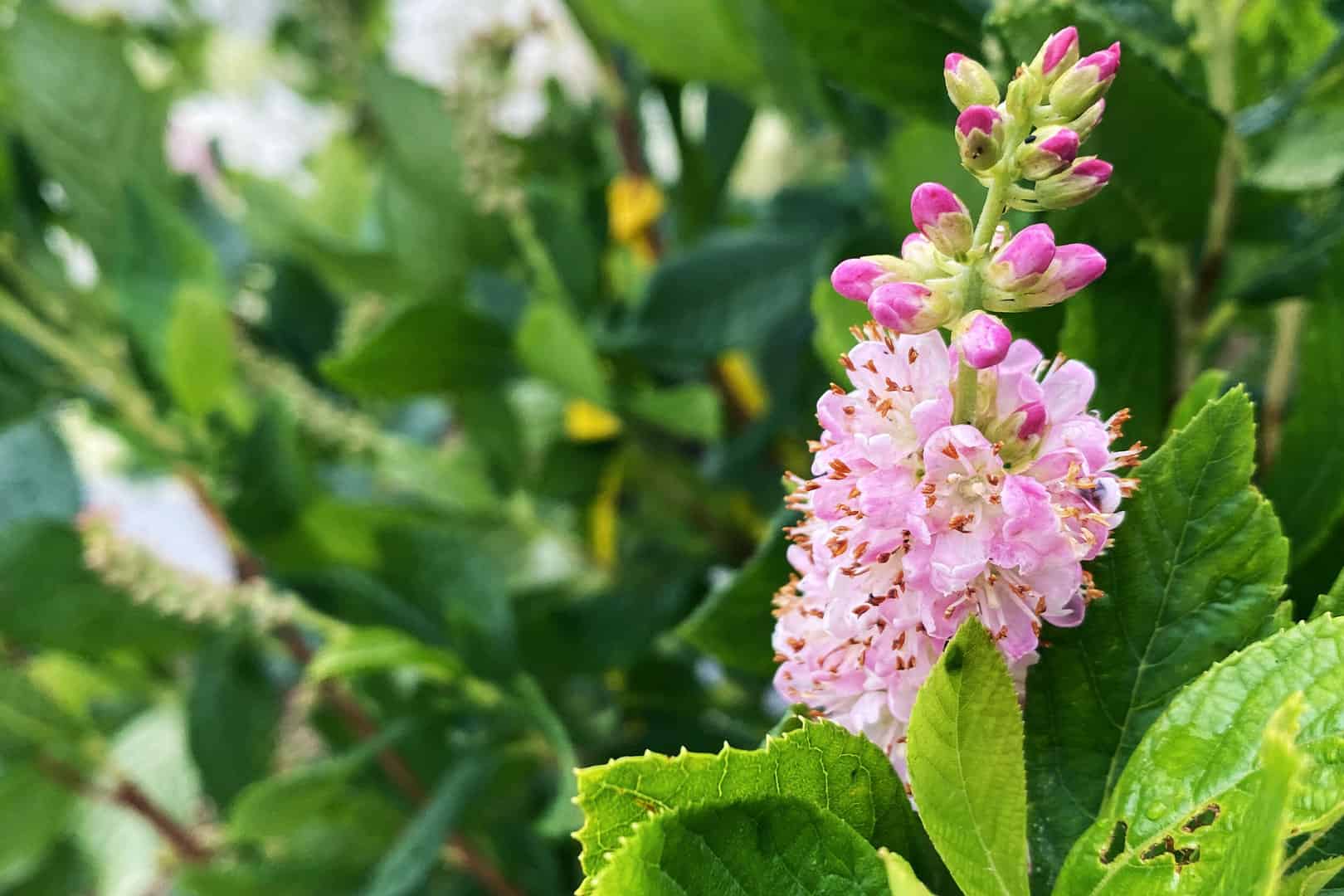 Clethra_Crystal_Lake_Cary_Fox_River_Grove_Barrington_Carpentersville_Woodstock_Northwest_Suburbs_Illinois_Mulch_Delivery_Plants.jpg