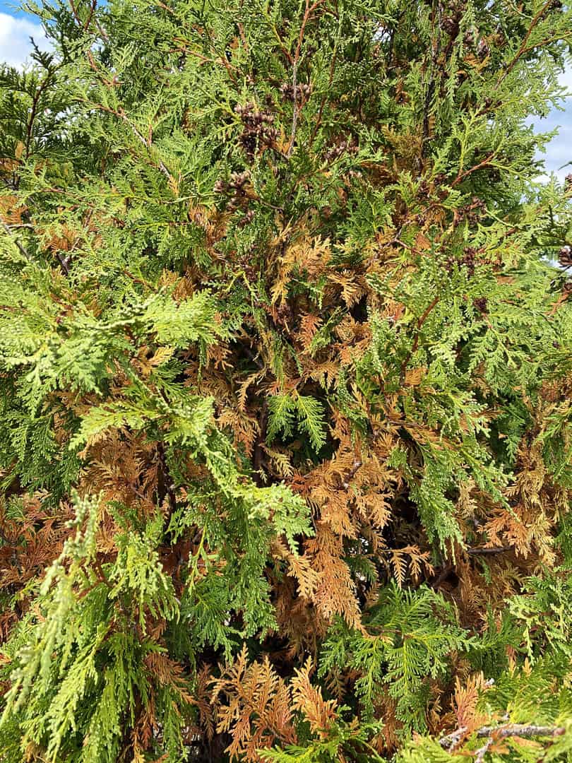 A Dark Green Arborvitae exhibiting normative fall needle drop, from its interior (Mid-October 2021)