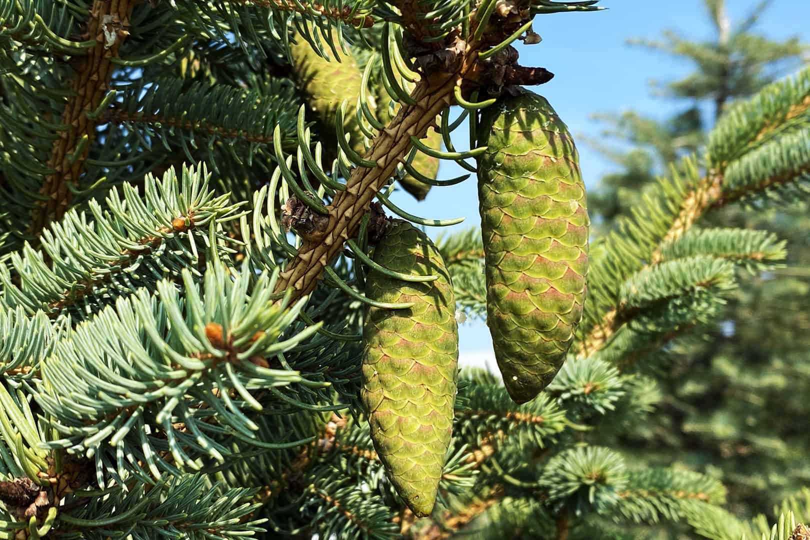 Evergreen_Trees_Pine_Spruce_Arborvitae_Juniper_Hemlock_Fir_Crystal_Lake_Cary_Fox_River_Grove_Woodstock_Huntley_Carpentersville_Barrington_Elgin_Lake_McHenry_County.jpg