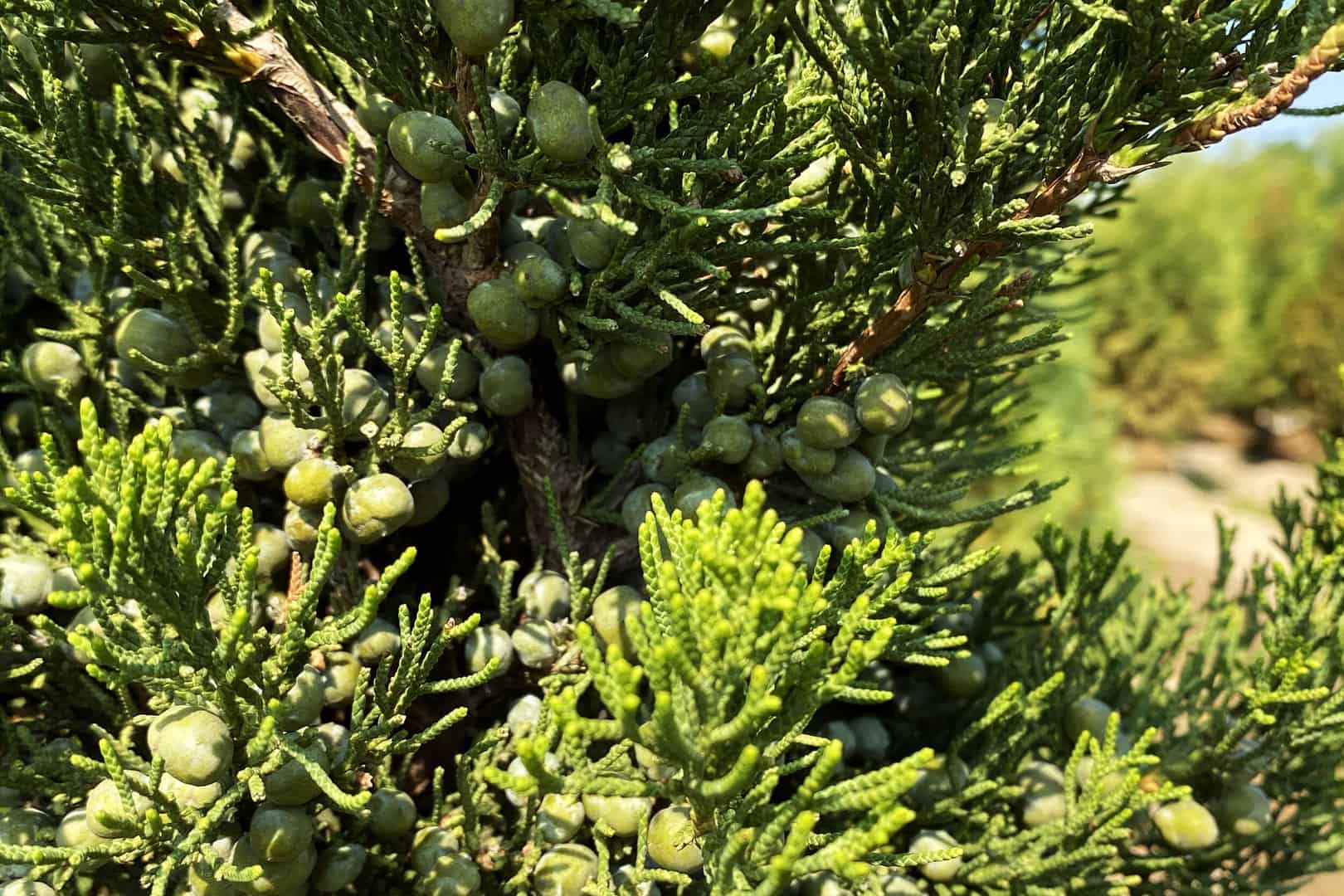 Evergreen_Trees_Pine_Spruce_Arborvitae_Juniper_Hemlock_Fir_Elgin_Crystal_Lake_Cary_Fox_River_Grove_Woodstock_Huntley_Carpentersville_Barrington_Lake_McHenry_County.jpg