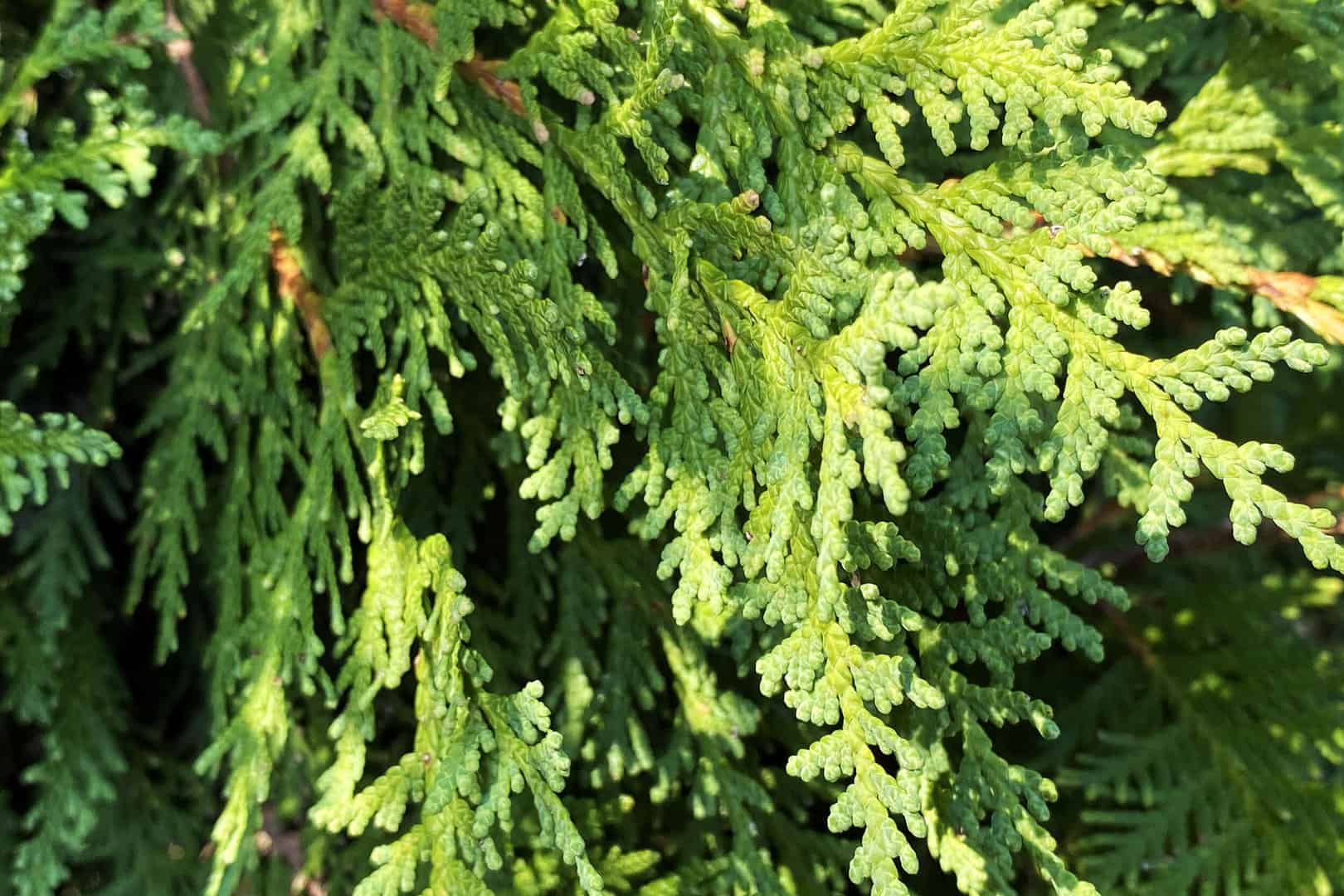 Evergreen_Trees_Pine_Spruce_Fir_Arborvitae_Juniper_Hemlock_Crystal_Lake_Cary_Fox_River_Grove_Woodstock_Huntley_Carpentersville_Barrington_Lake_McHenry_County.jpg