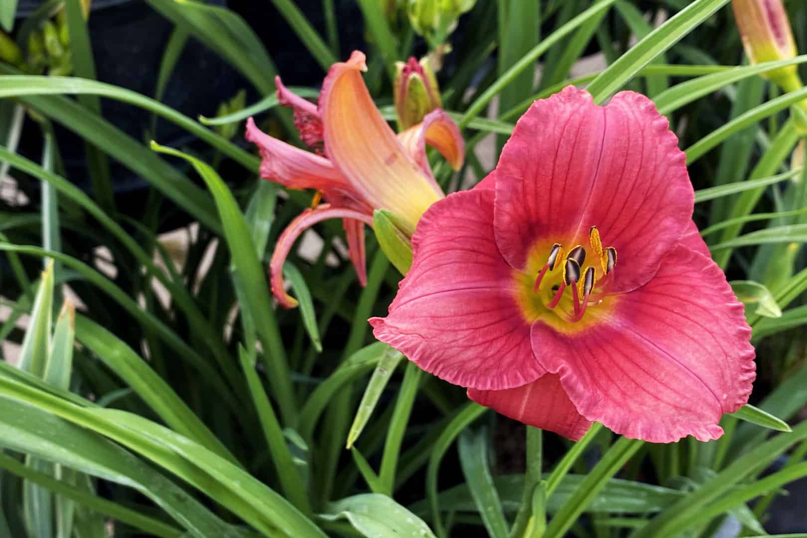 Perennials_001.jpg