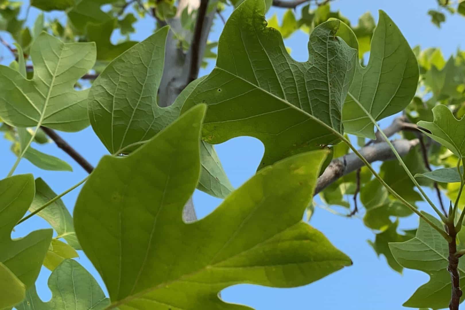 Tulip_Tree_McHenry_County_Illinois_Crystal_Lake_Cary_Fox_River_Grove_Barrington_Woodstock_Huntley_Northwest_Suburbs_Chicago_Mulch_Delivery_Garden_Center.jpg