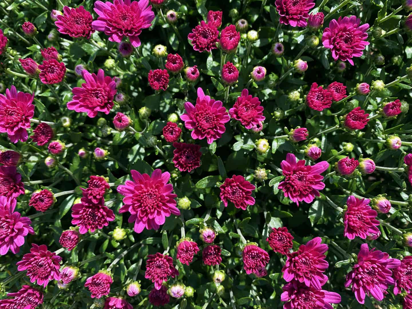 Plant annual mums for a little springtime in fall