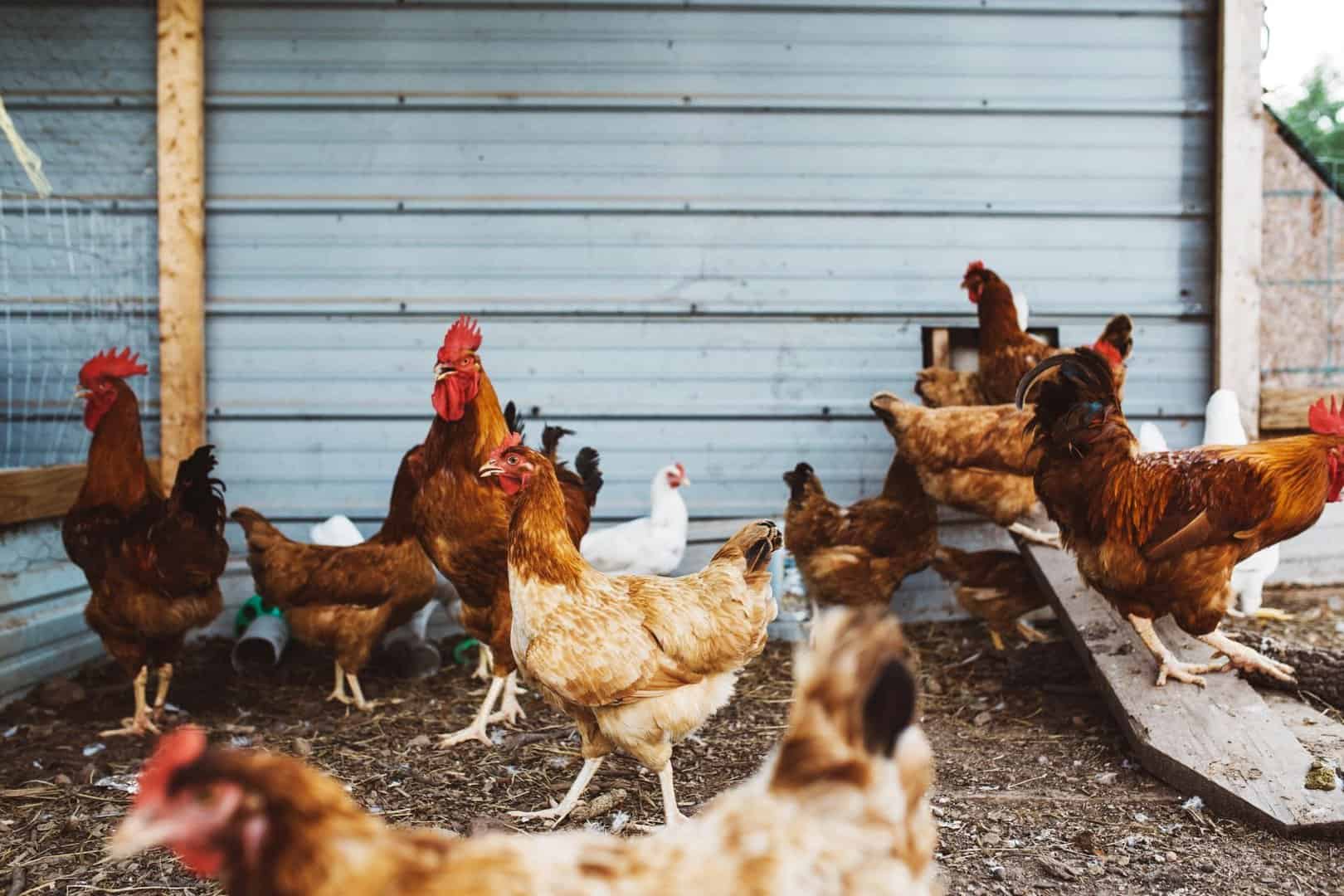 backyard-chickens-mchenry-county