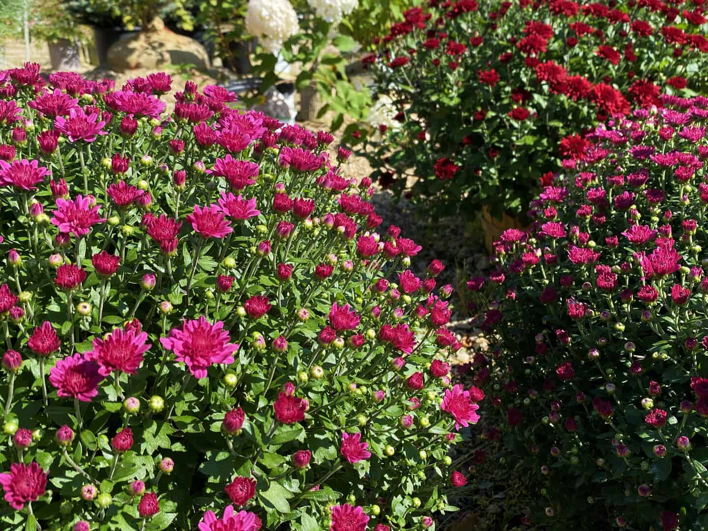 WH_Images_Mums_004.jpg