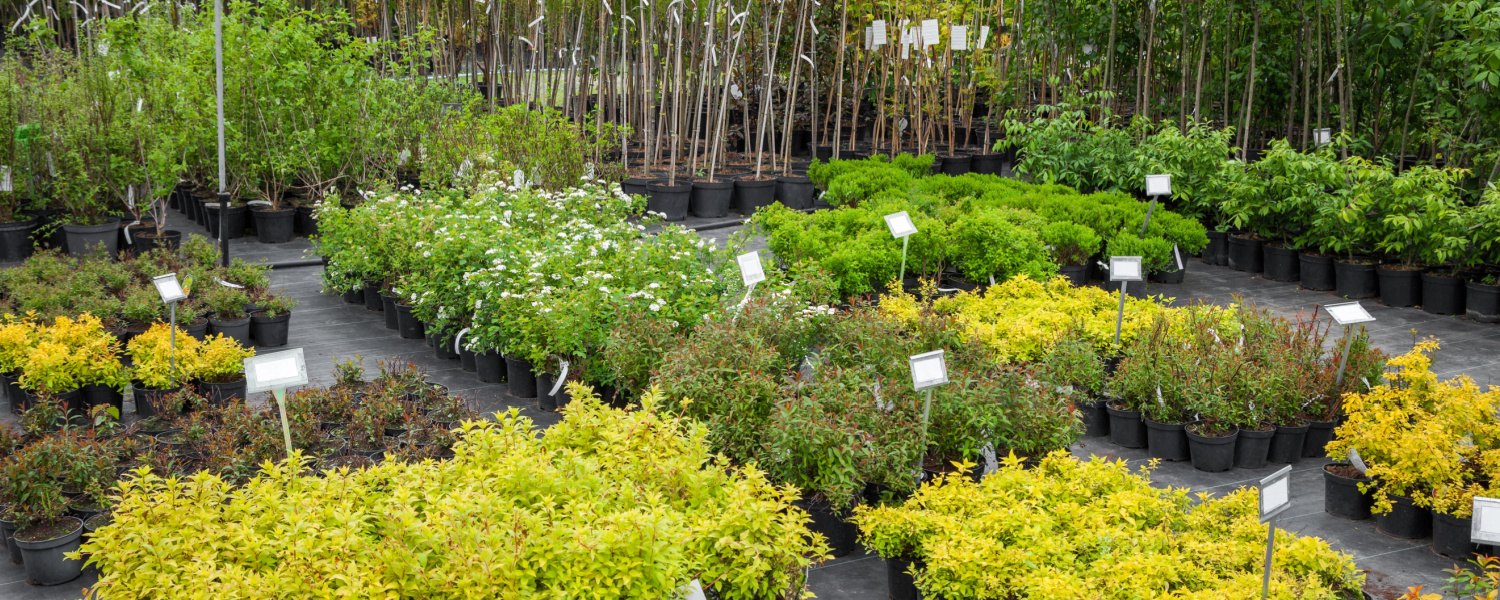 Crystal Lake IL Nursery Options