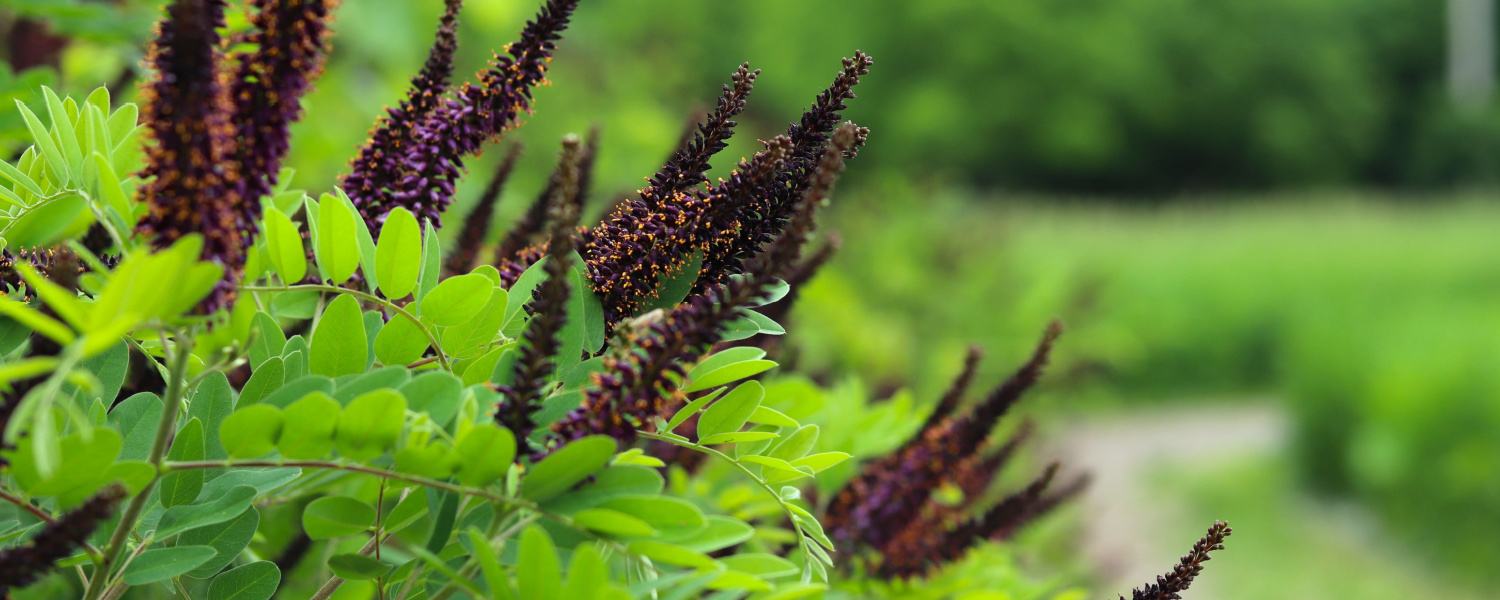 Discover Algonquin Native Plant Nursery