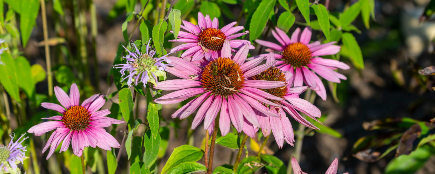 Illinois Native Plant Species