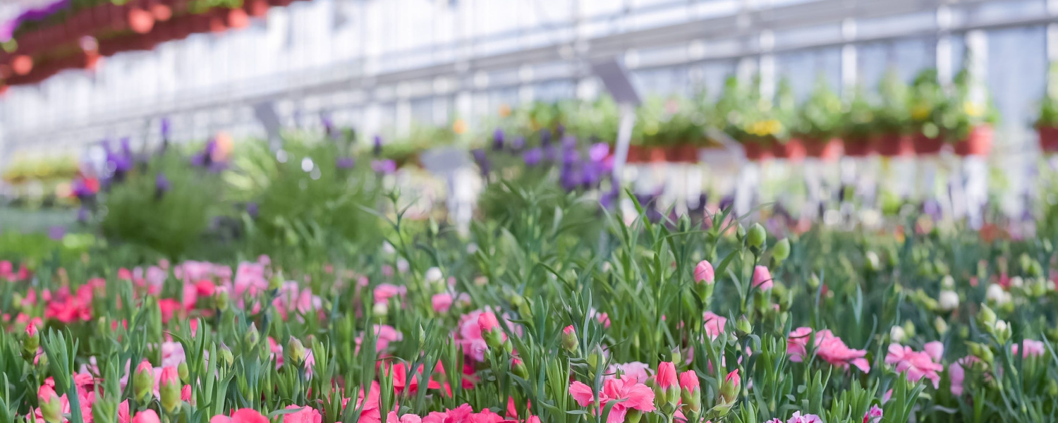 Nursery Plant Care Tips