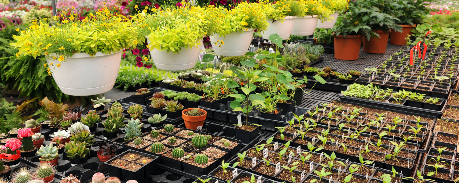 Nursery Plants