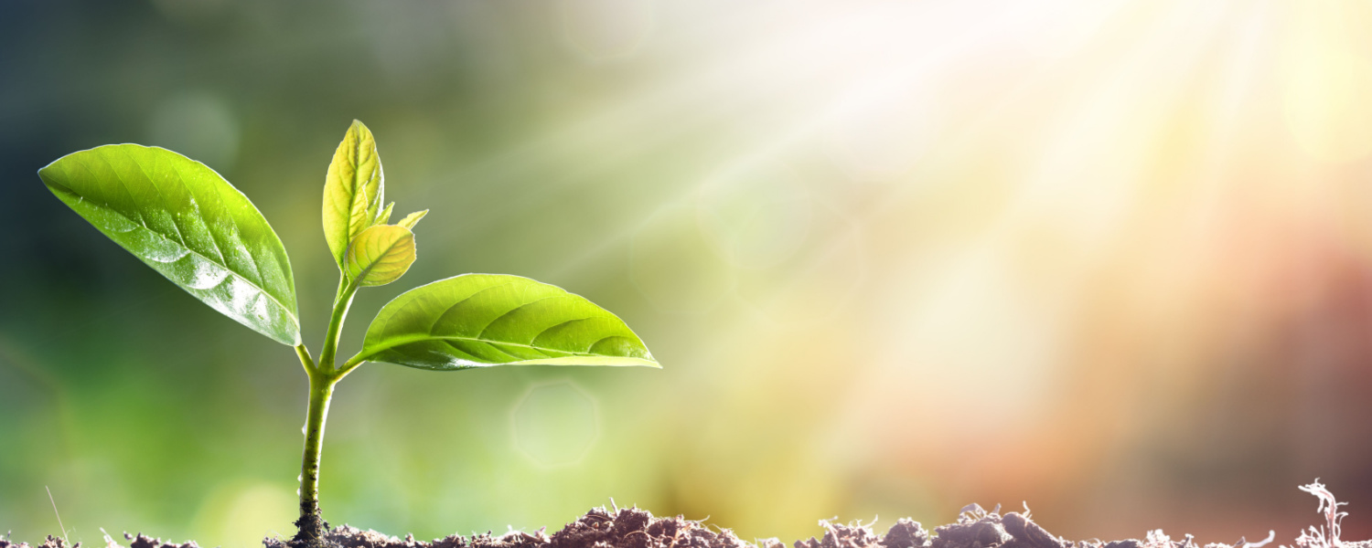 Spring Planting Tips Algonquin
