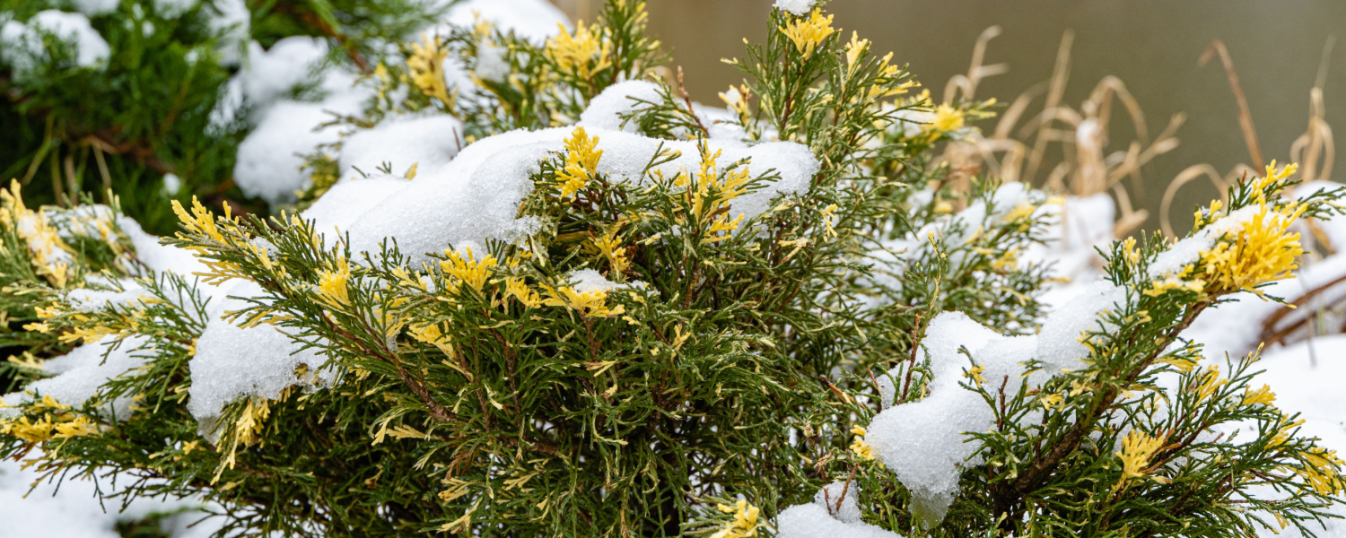 Winter Landscaping Tips