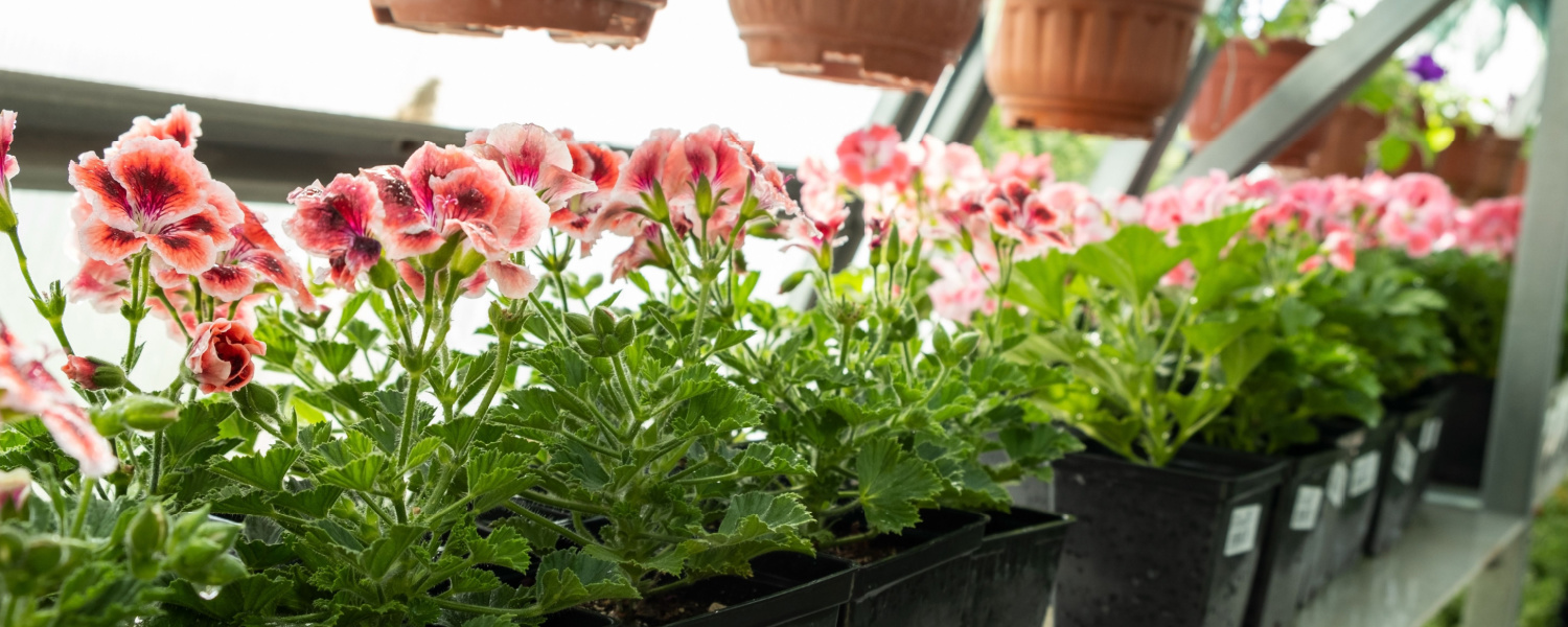 Discover Barringtons Native Plant Nursery 