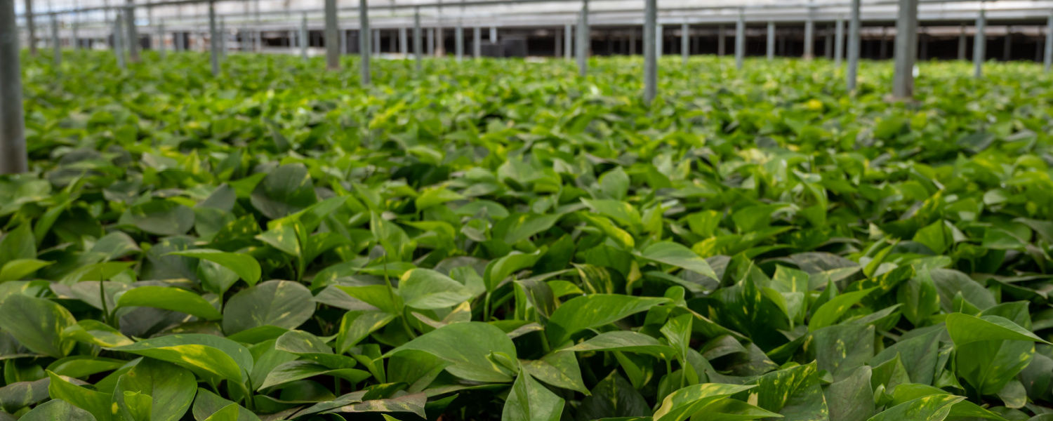 Explore Algonquin IL Nursery