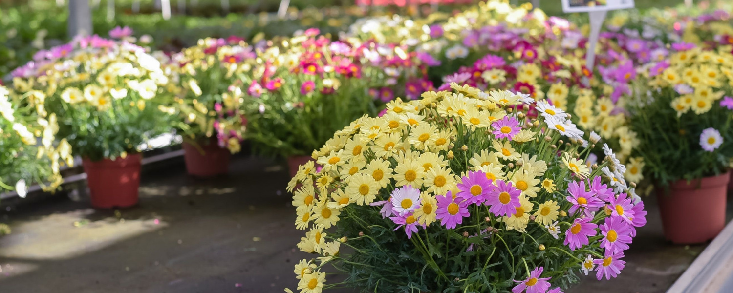 Explore Barrington IL Nursery