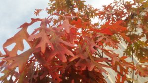 20161005_072749