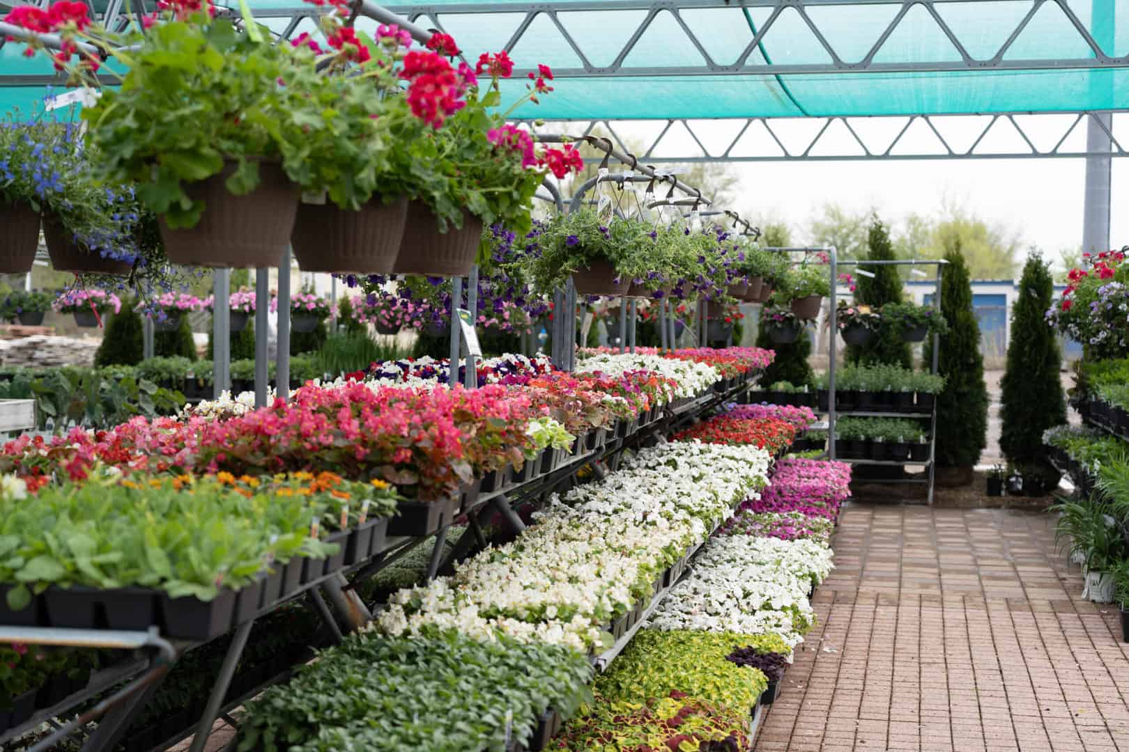 Annual Perennial Area 2