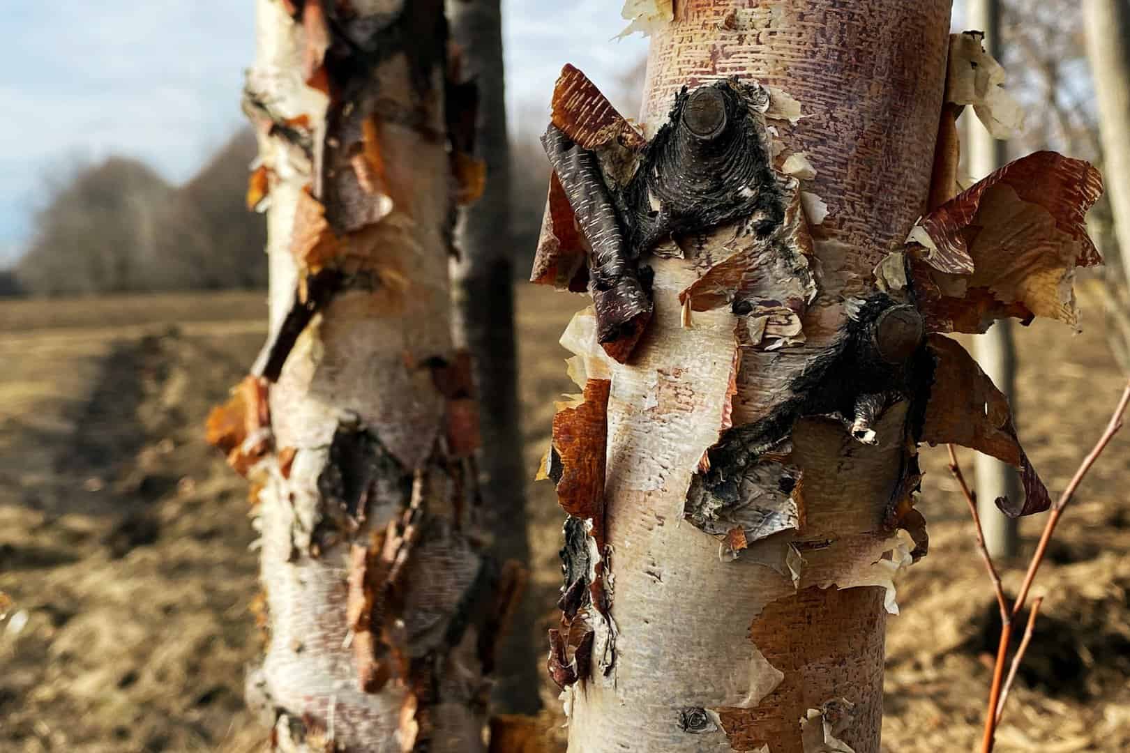 Winter-Hardy-Birch-Tree-McHenry-County